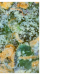 gummy bear cultivar from the flowery sap and flower review