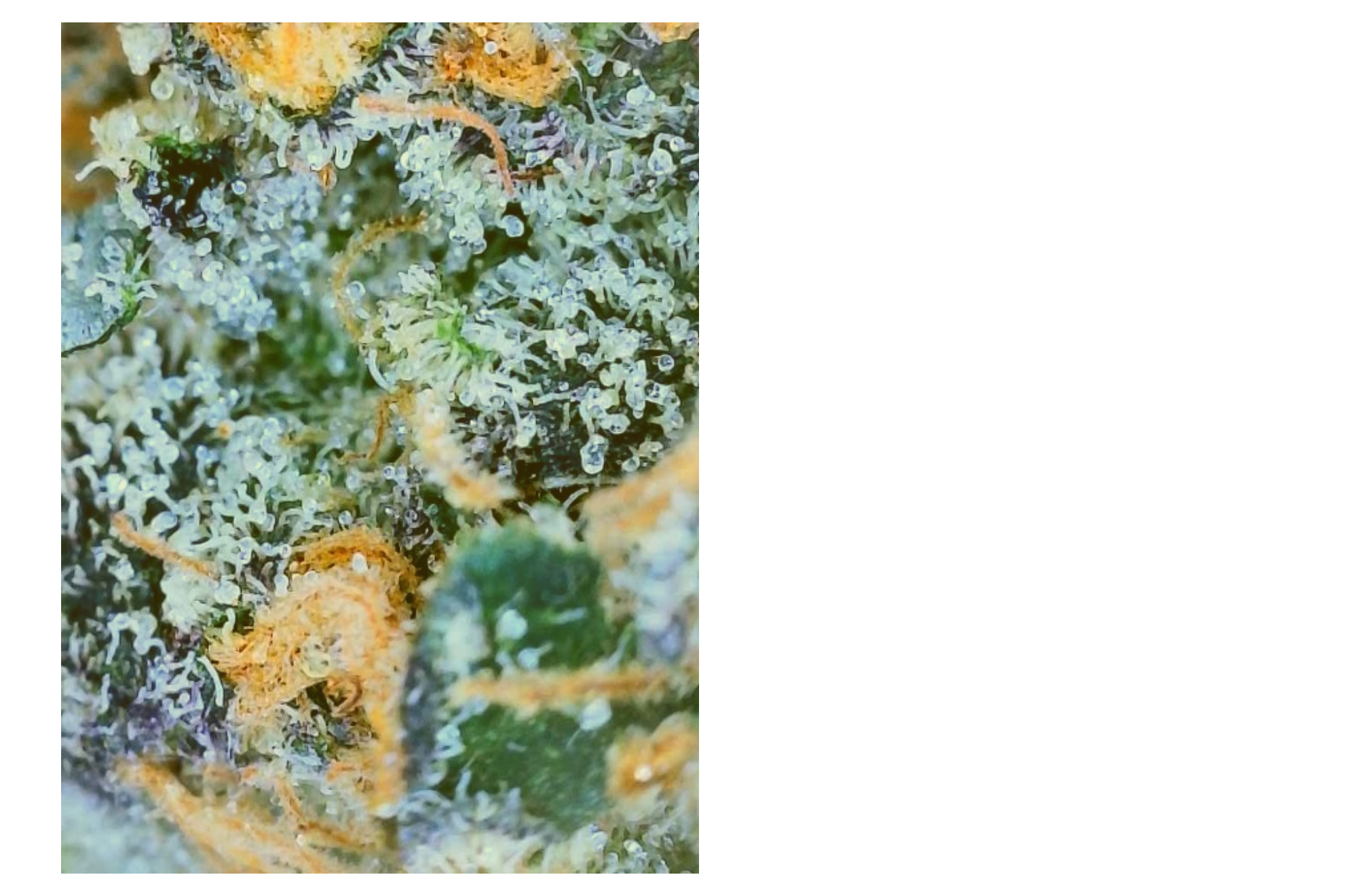 gummy bear cultivar from the flowery sap and flower review