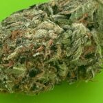 purple plasma cultivar review by Roddrick Taylor 2