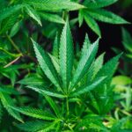 rick-proctor-PGc9Vid8O24-unsplash beautiful cannabis leaf stock photo