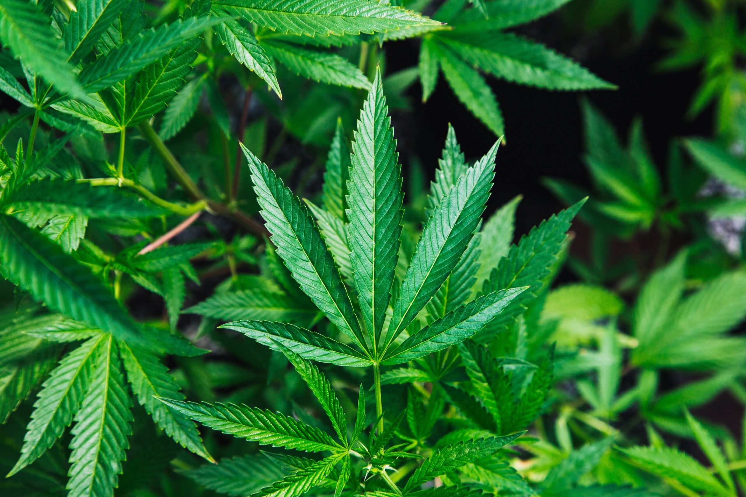 rick-proctor-PGc9Vid8O24-unsplash beautiful cannabis leaf stock photo